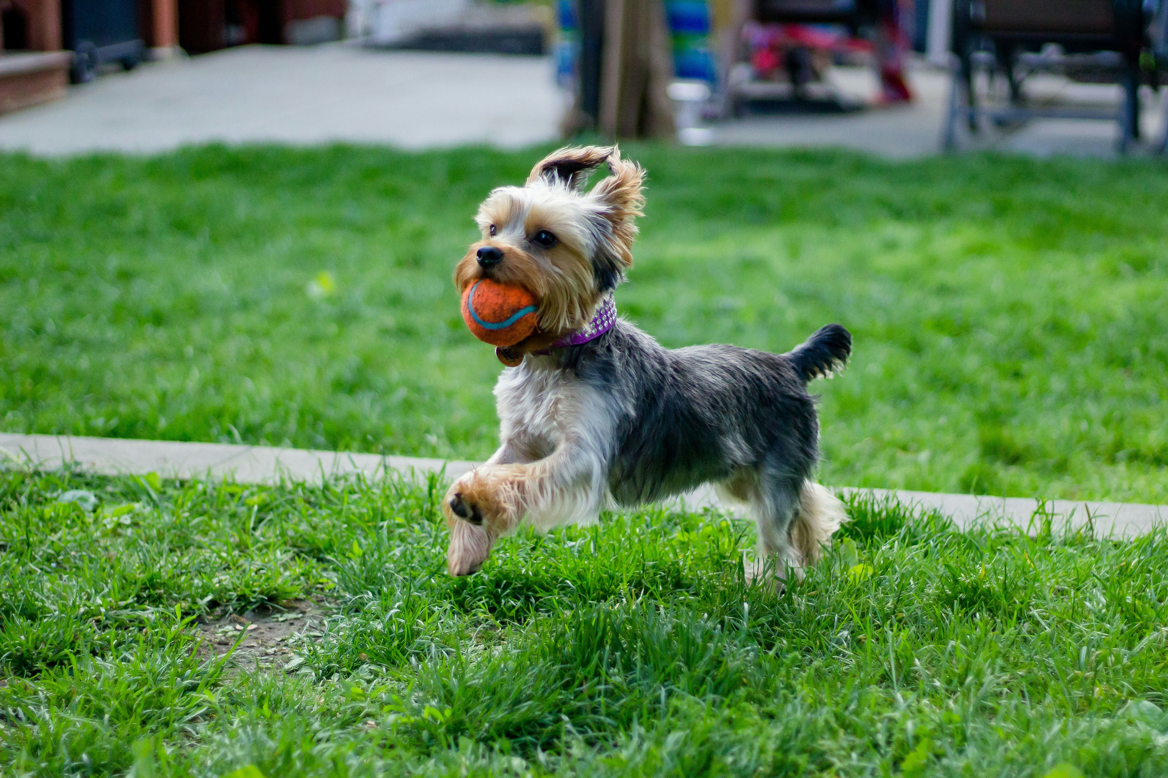 A Small Dog Joyfully Runs With a Ball in Its Mouth