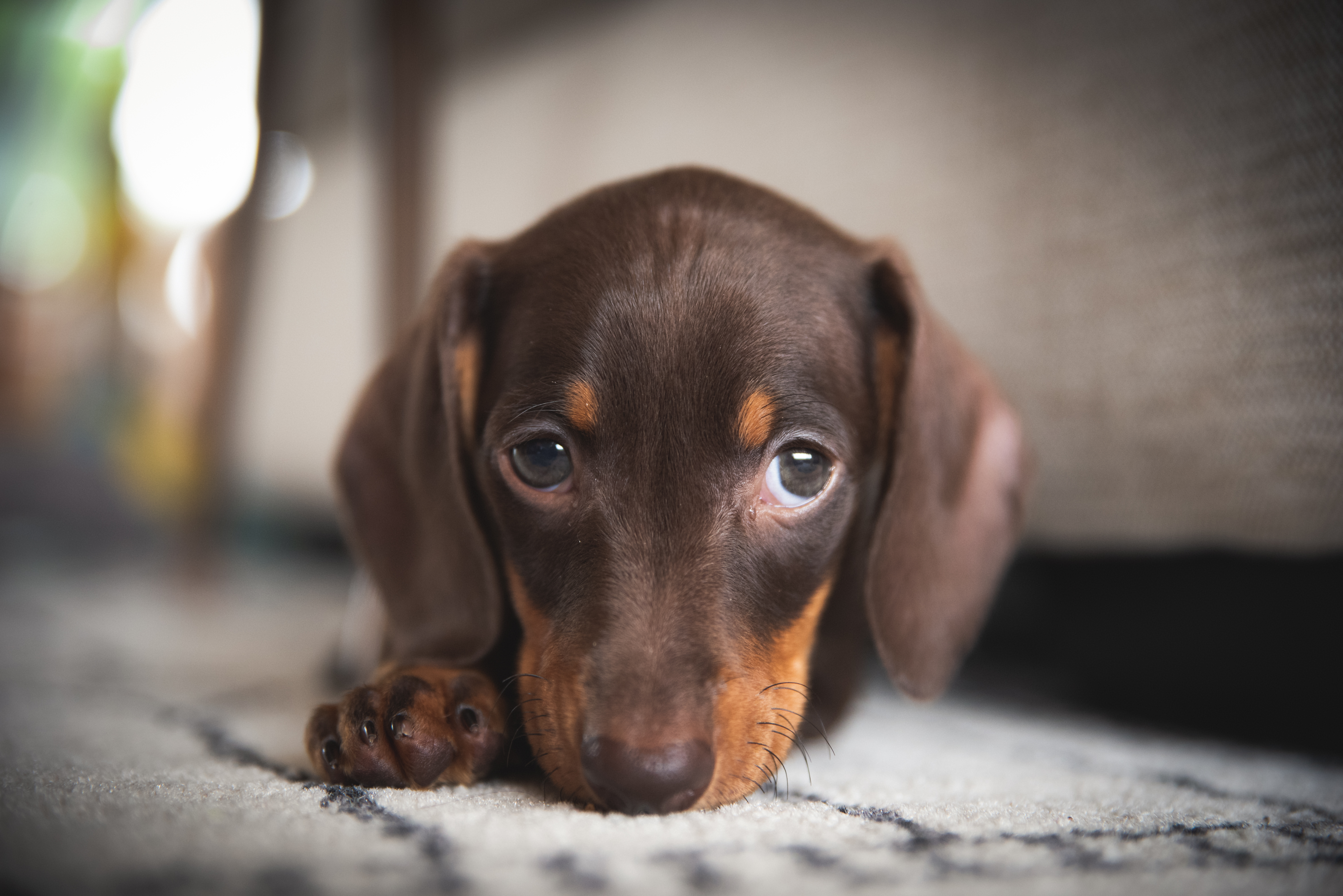 Puppy Looking Very Cute on the Floor