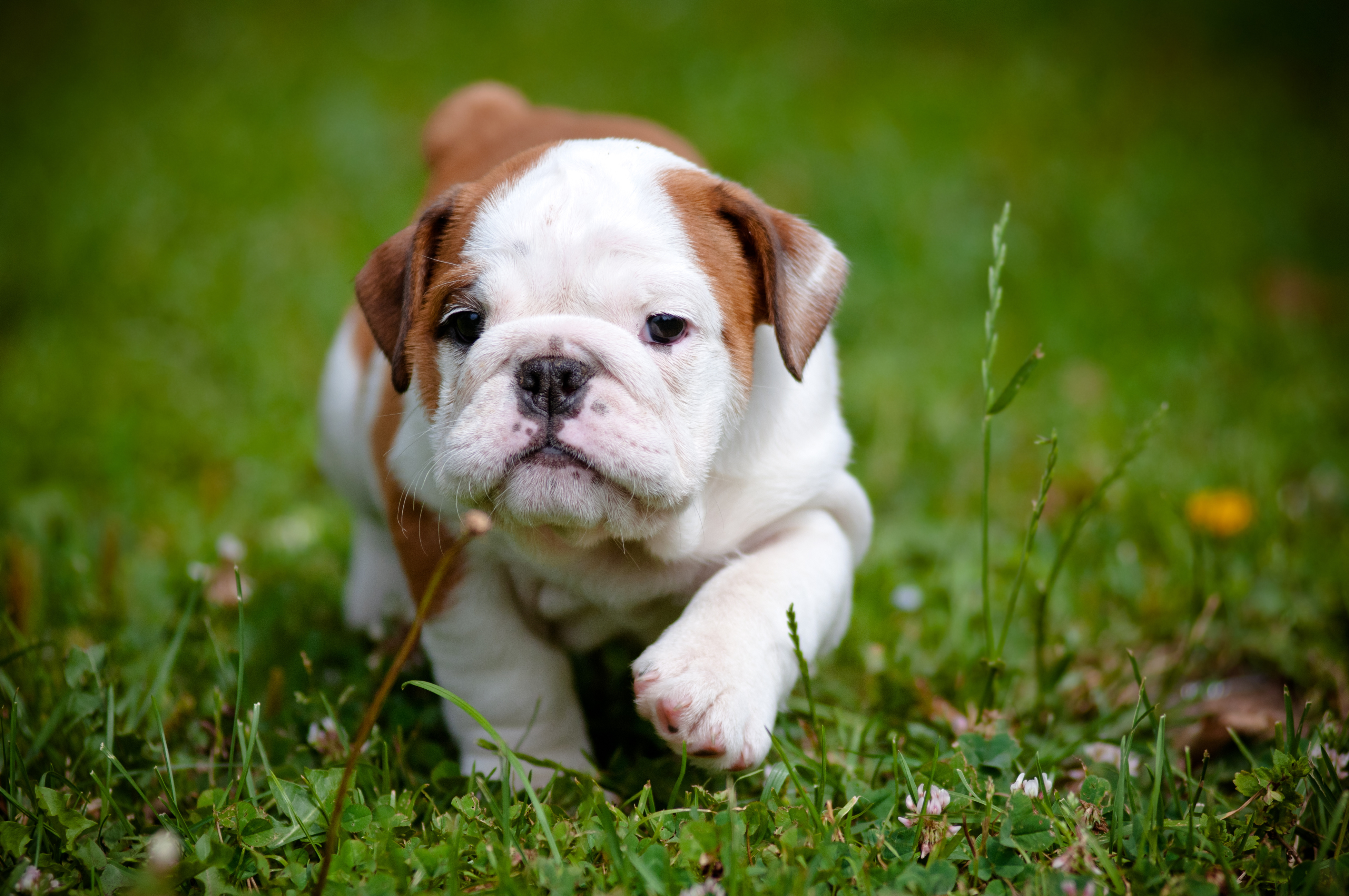 Bulldog Puppy Outdoors