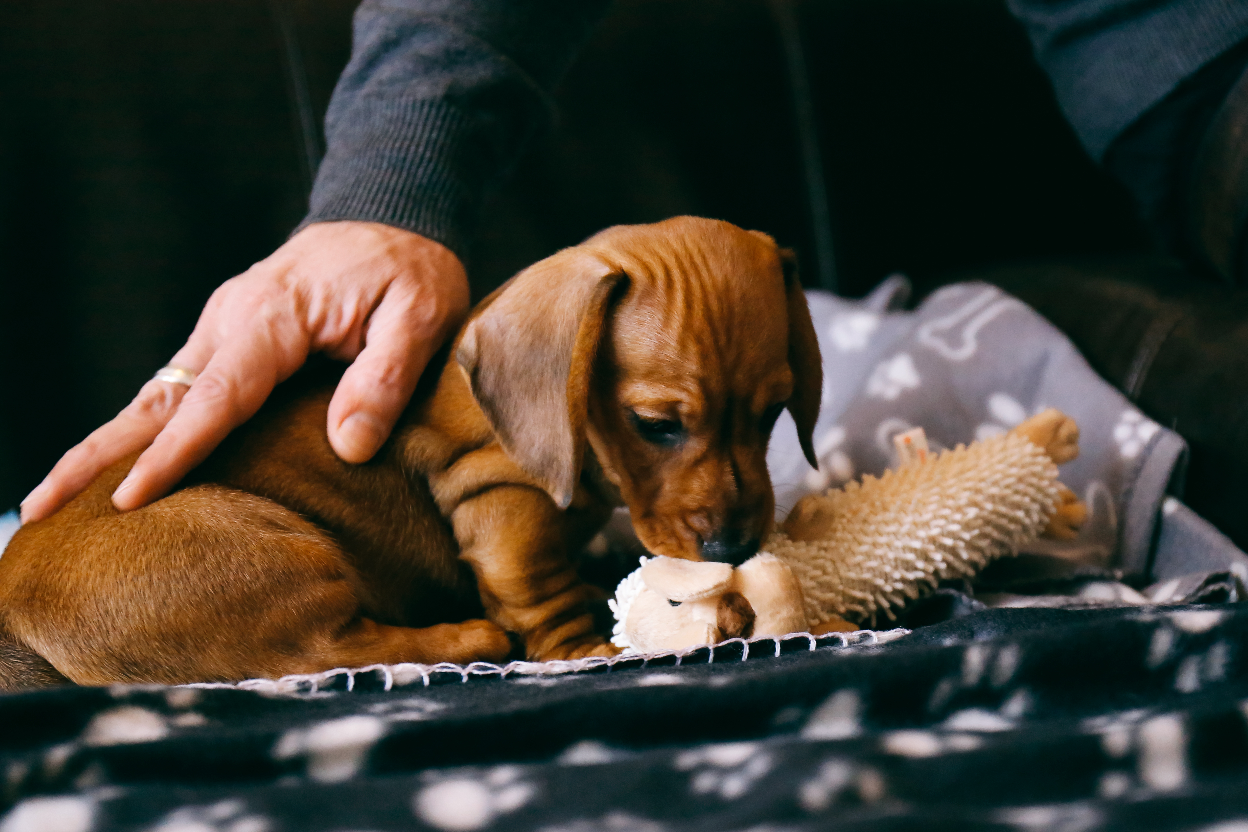 Dachshund Puppy Playing With a Soft Toy